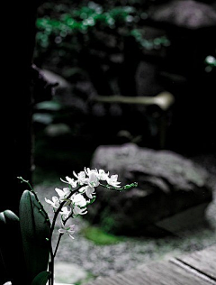 烟雨兰花采集到花