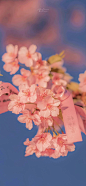 被爱的时候，你我都不识抬举『樱花风景粉色无水印壁纸』#小清新壁纸##聊天背景图#​​​