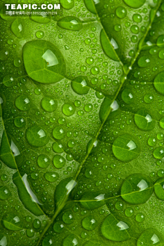 com采集ゞ記憶︶采集到背景叶子 绿叶 露珠 露水 微距 墨绿 自然 背景