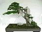 龙舞逍遥 [http://qingffeng.qzone.qq.com]
