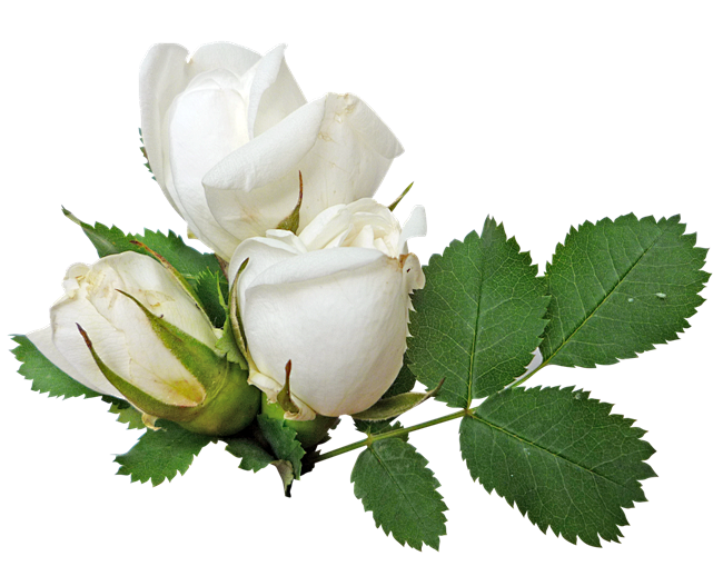 免抠素材-鲜花-白玫瑰-PNG-素材