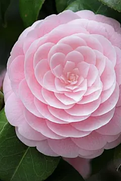 彼岸花。IPhone壁纸。
