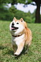 动物,动物行为,面部表情,明亮,衣领_gic13799351_Shiba Inu pet in a city park_创意图片_Getty Images China