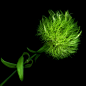 Photograph GREEN POMPOM... A FLOWER IMPORTED... by Magda indigo on 500px