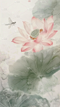 夏日中国风-荷花荷叶水墨晕染无描线工笔画图片背景