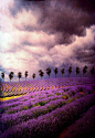 Lavender fields