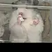 用户DWIcgPz0