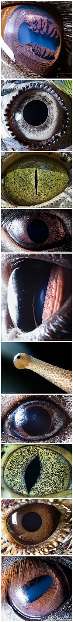 动物眼睛特写：美洲驼、黄蓝金刚鹦鹉、鳄鱼、黑兔、英国短毛猫、蜗牛、豚鼠、凯门鳄、云雀、马