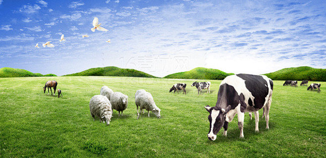 草原奶牛宣传图片PSD分层素材