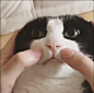 摸猫猫胡子肉
鸸鹋动物园的照片 - 微相册
