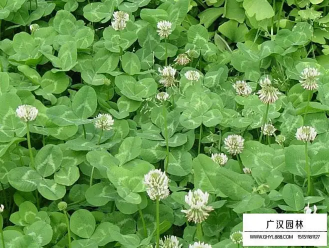 Trifolium repens 白三叶-花瓣网