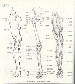 Z-DABIN采集到人体结构