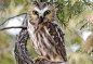 棕榈鬼鸮 Aegolius acadicus 鸮形目 鸱鸮科 鬼鸮属
Northern Saw-whet Owl by Christina Anne M on 500px