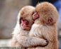 超有爱 日本雪猴温泉边抱团取暖