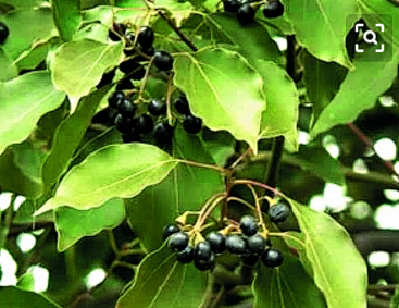 香樟（学名：Cinnamomum camphora (L.) Presl.），别名为樟树等，樟科樟属植物。广布于中国长江以南各地，以台湾为最多 ...