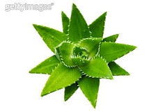 滑稽的兔子c采集到植物