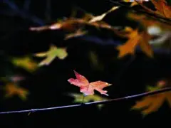 秋天萧瑟的唯美枫叶