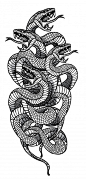 蛇，纹身插画矢量图素材