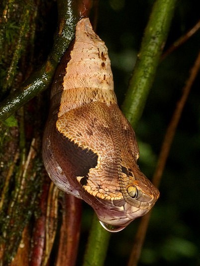 一种猫头鹰蝶dynastordarius的蛹这个拟态有点叼photobyandreaskay