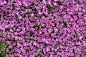 紫色,粉色,小的,美,水平画幅,户外,开花时间间隔,植物,熏衣草