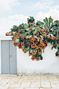 Capturing the simple beauty of everyday in southern Italy… Masseria Potenti, you had me at these green vases… This prickly pear tree makes me stop and glance at it for a while as it sta…