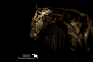 Facebook « Heart of a Horse