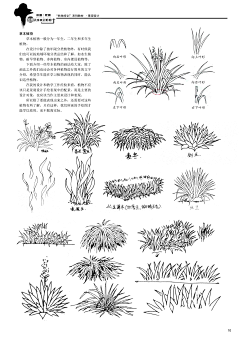 Yezee采集到手绘 植物