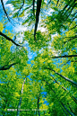 绿叶树木自然风景仰拍摄影高清图片