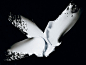 <div class="thumb-info thumb-info-alt"><i class="ss-search"></i></div>