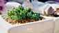  #静物# #小清新# #多肉植物# #摄影#