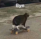 再见，表情包，猫猫，滑板