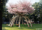【浪漫植树计划】瑞典visiondivision工作室为米兰理工大学设计的“Patient Gardener”是我见过最浪漫的植树造景计划，项目受印度梅加拉亚邦500年形成的100英尺树桥传奇故事的启发，将10棵樱花树围成一圈，投入时间和耐心，通过各种方法控制树木生长，为100年后的人们创造一个充满童话色彩的浪漫场所。