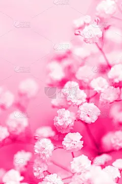 白色的满天星花。温柔的春天的背景。