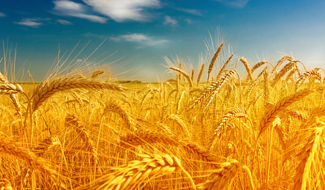 农田里的成熟小麦风景高清摄影图片