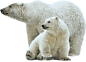 熊 北极熊 狗熊 免扣png (11)
