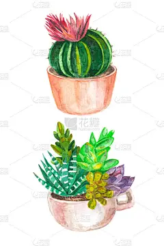 仙人掌和肉质的水彩印。水彩 