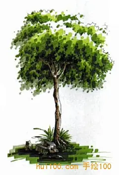 一起手绘网-马克笔画植物树木教程