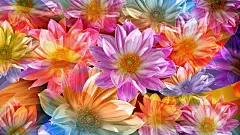 艳丽夺目的彩绘鲜花宽屏桌面壁纸桌面壁纸3