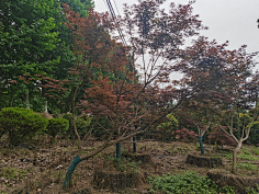 对植景观（成都）-造型红枫、羽毛枫、紫玉兰-花瓣网|陪你做生活的设计师 | 骨架红枫斜飘红枫18981811511