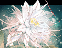 Mcayeiol采集到昙花一现只为韦陀