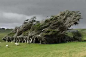 新西兰的倾斜树，看到这棵树，就像看到了狂风的身姿。