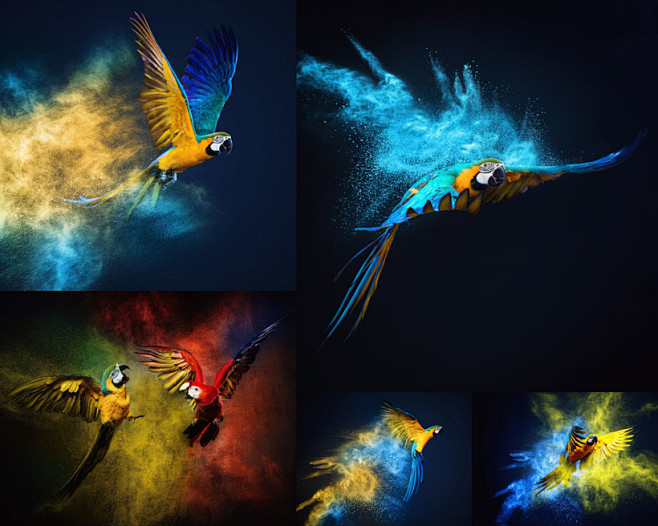 绘画色彩飞鸟摄影高清图片