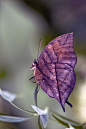 The Dead Leaf Butterfly --  by *Glenn0o7 on devianart