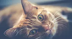 ID-950595-萌猫壁纸高清大图