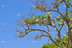 树枝与花在蓝天背景/春天的草地与大树绿色的叶子和花/树stick against和花蓝色的天空背景/