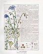 1910年的植物手绘图鉴 BY H. Isabel Adams #手绘# #实用素材#