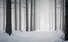 雪中的大树高清桌面壁纸