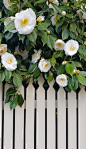 white flowers with green leaves