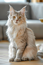 木地板上的宠物猫咪缅因猫摄影图片