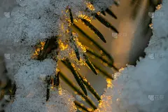 针叶林在冬季日出。云杉的树枝上覆盖着雪。散景效果。